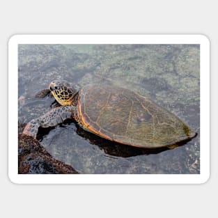 Turtle on the beach in Kona - Big Island Hawaii Sticker